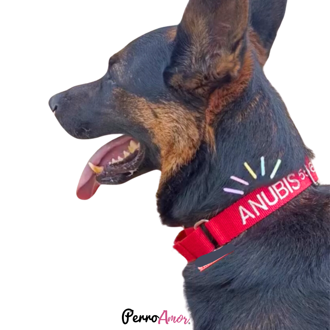 Collar Martingale Identificacion