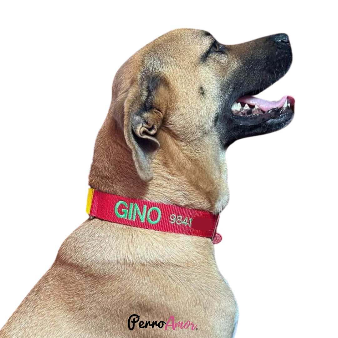 Collar Martingale Identificacion